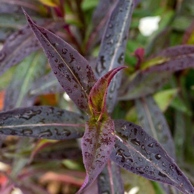 Aster lateriflorus Lady In Black (Feuillage)