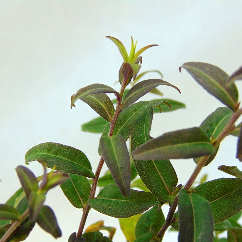 Aster lateriflorus Prince (Feuillage)