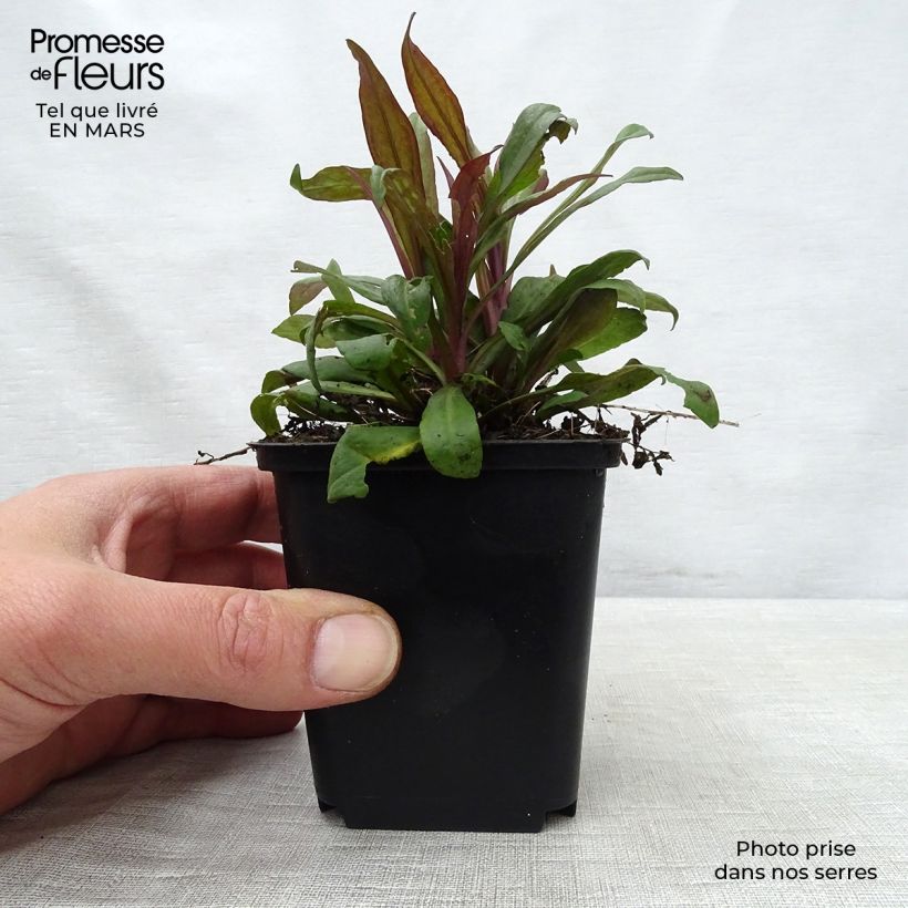 Spécimen de Aster lateriflorus Prince Godet de 9cm tel que livré au printemps