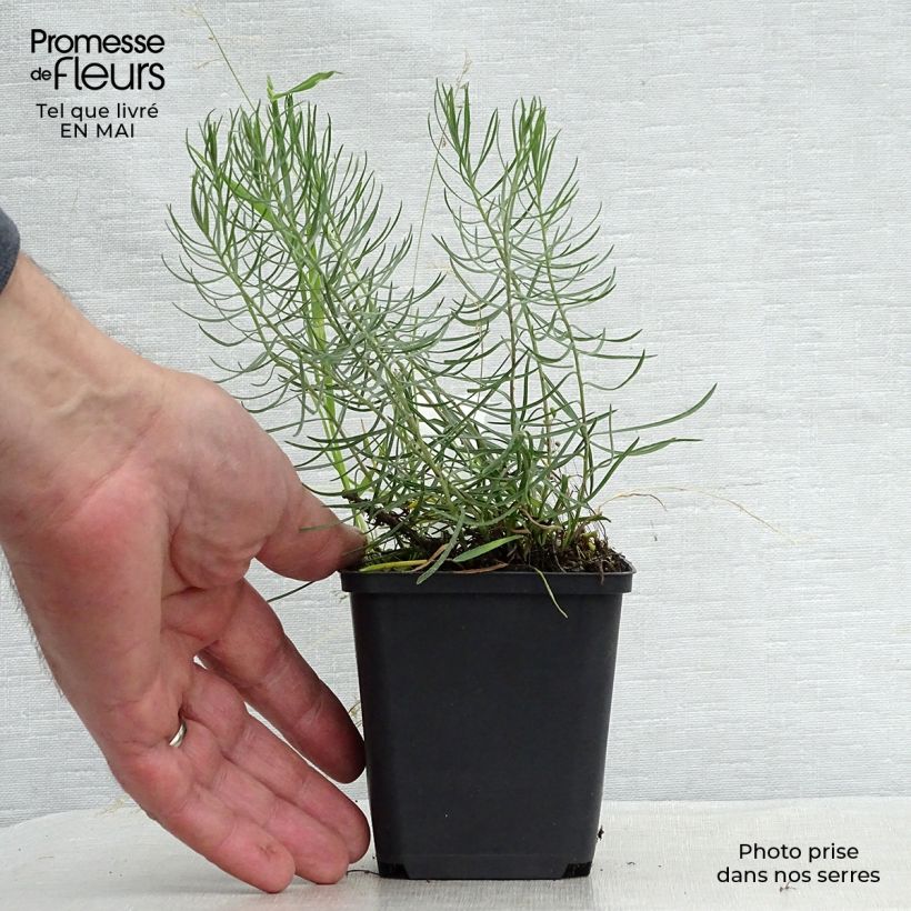 Spécimen de Aster linosyris - Aster d'automne Godet de 9cm tel que livré au printemps