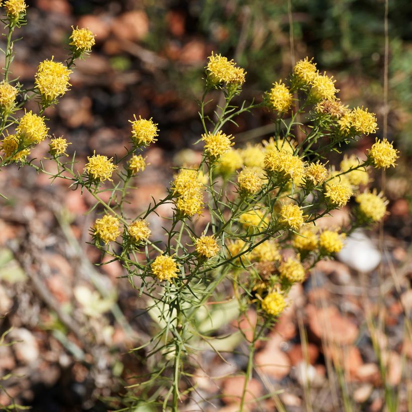 Aster linosyris - Aster d'automne (Floraison)