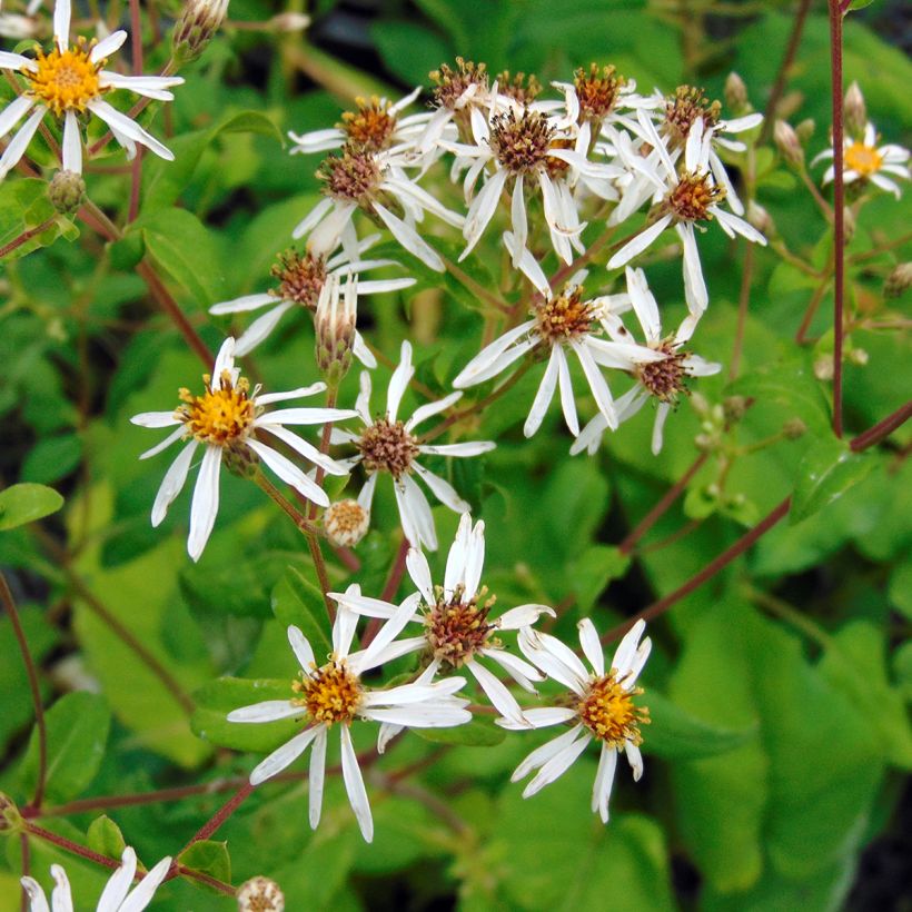 Aster macrophyllus (Floraison)