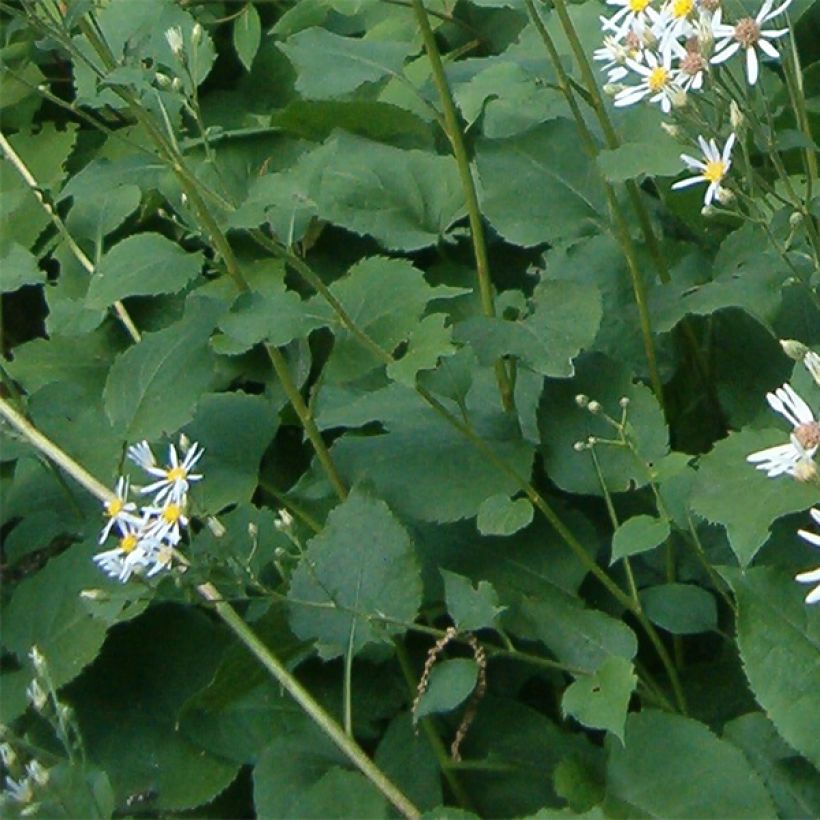 Aster macrophyllus Albus - Aster à grandes feuilles (Feuillage)