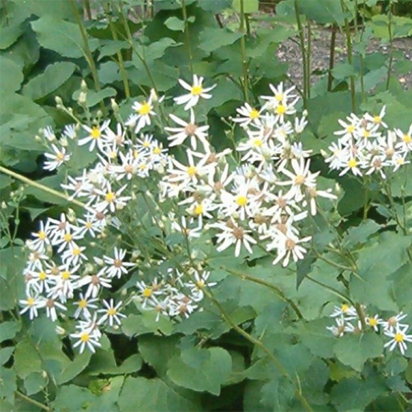 Aster macrophyllus Albus - Aster à grandes feuilles (Floraison)