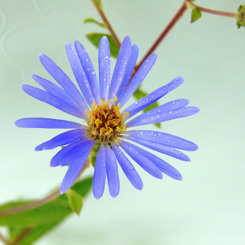 Aster macrophyllus twilight (Floraison)