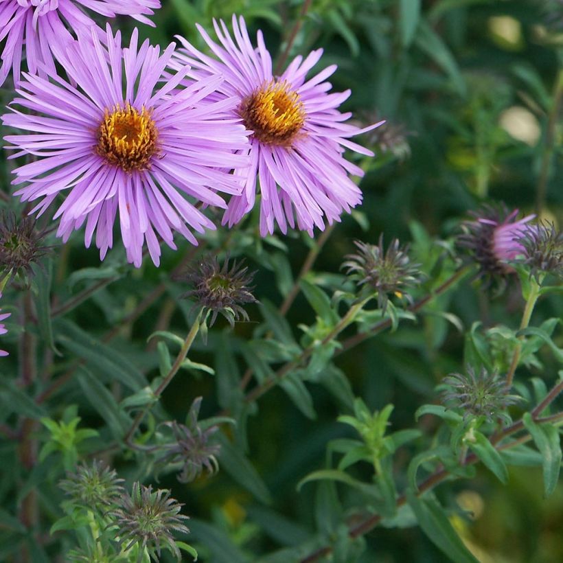 Aster novae-angliae Barr's Pink - Grand aster d'automne (Feuillage)