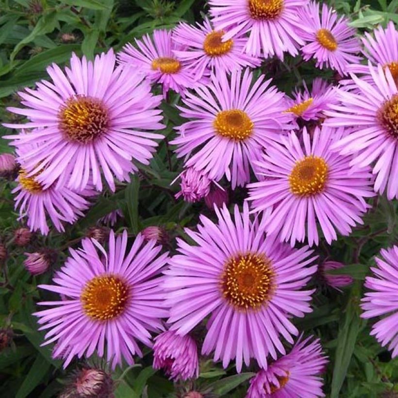 Aster novae-angliae Barr's Pink - Grand aster d'automne (Floraison)