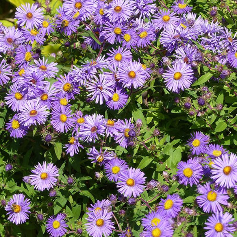 Aster novae angliae Barrs Blue - Aster grand d'automne (Floraison)