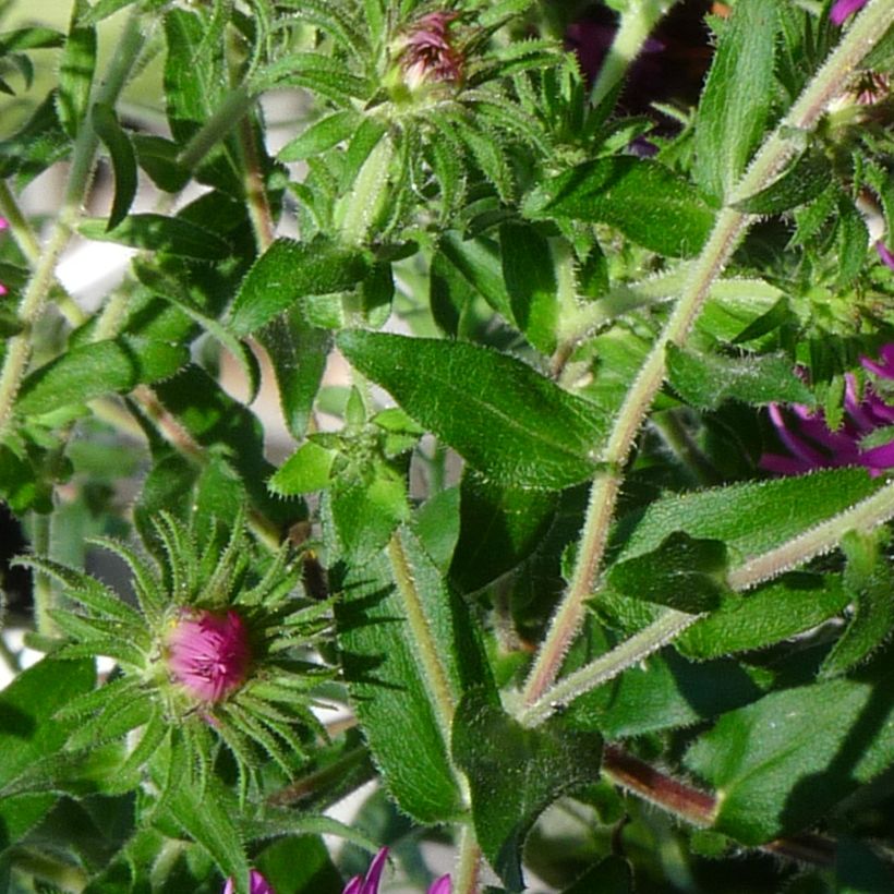 Aster novae-angliae Constanz (Feuillage)