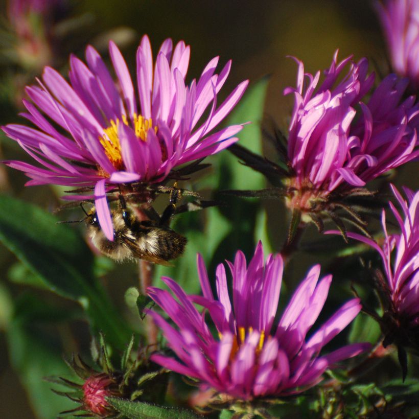 Aster novae-angliae Constanz (Floraison)