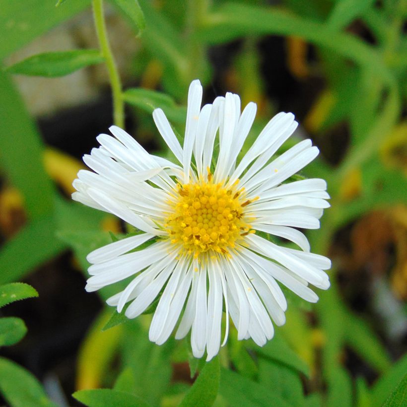 Aster novae angliae Herbstschnee - Aster grand d'automne (Floraison)
