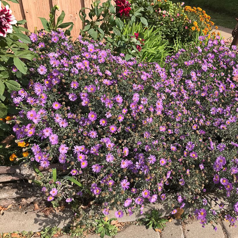 Aster novae-angliae Purple Dome - Aster d'automne (Port)