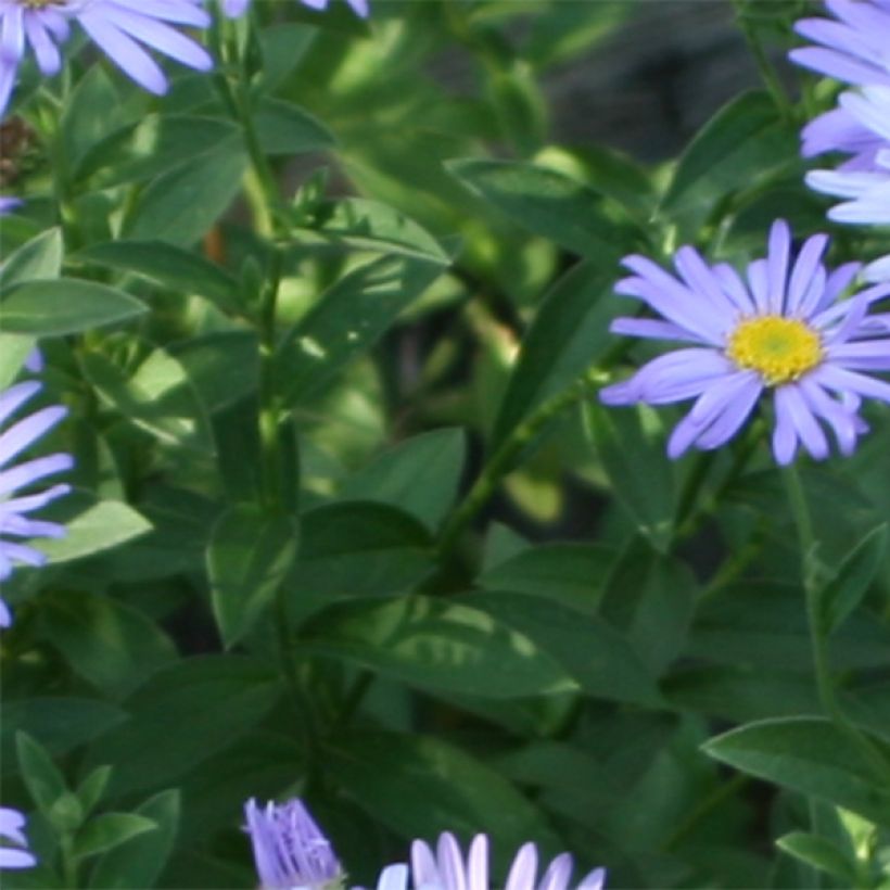 Aster novi-belgii Audrey (Feuillage)