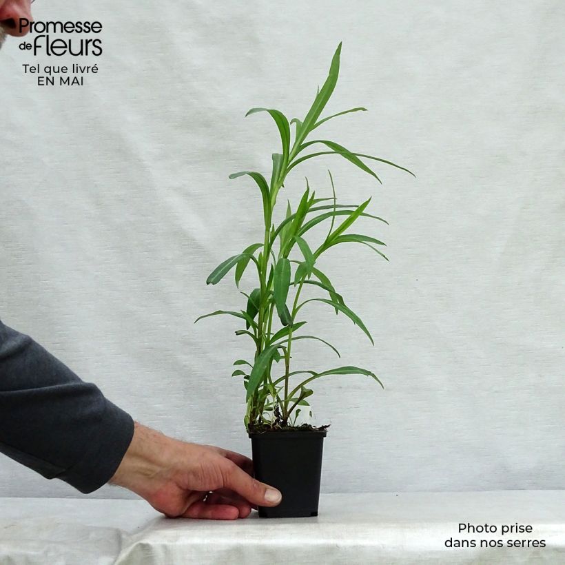 Spécimen de Aster novi-belgii Dauerblau Godet de 9cm tel que livré au printemps