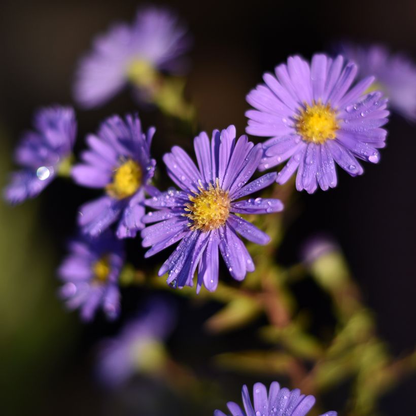 Aster novi-belgii Dauerblau (Floraison)