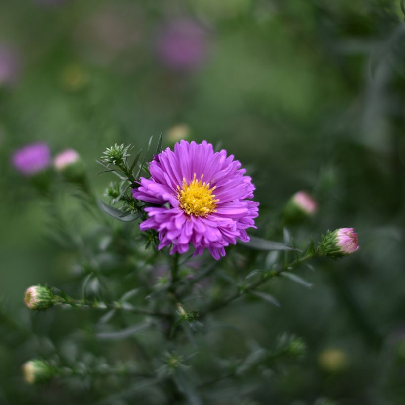 Aster novi-belgii Karmin Kuppel (Floraison)