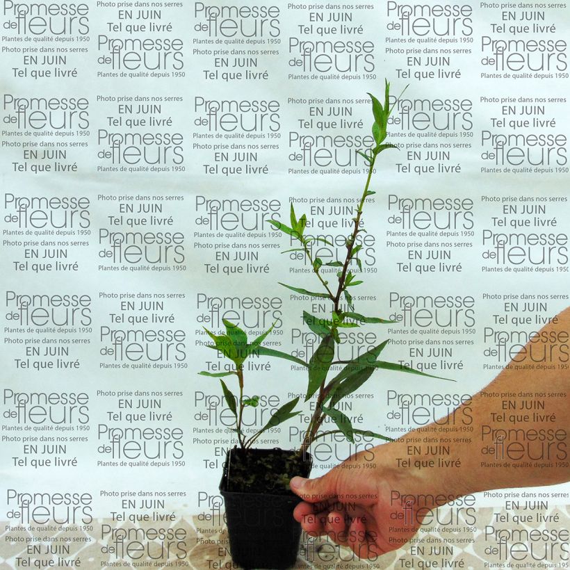 Exemple de spécimen de Aster novi-belgii Weisses Wunder - Aster grand d’automne Godet de 9cm tel que livré