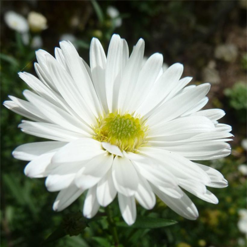 Aster novi-belgii White Lady - Aster grand d'automne (Floraison)