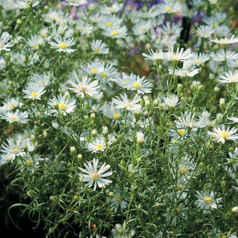 Aster pringlei Monte Cassino (Port)