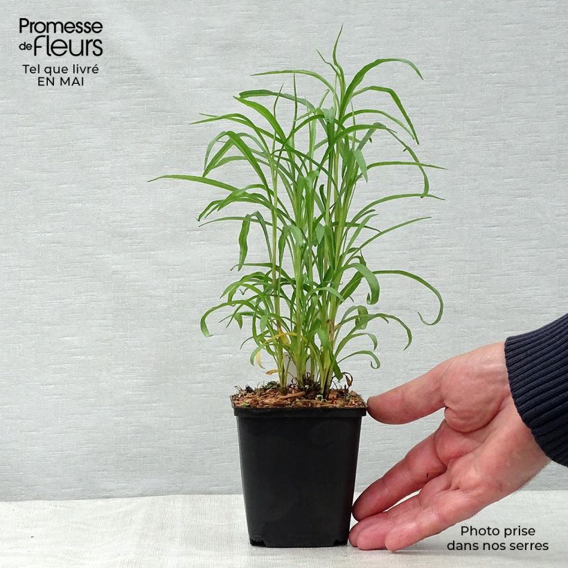 Spécimen de Aster pringlei Monte Cassino Godet de 9cm tel que livré au printemps
