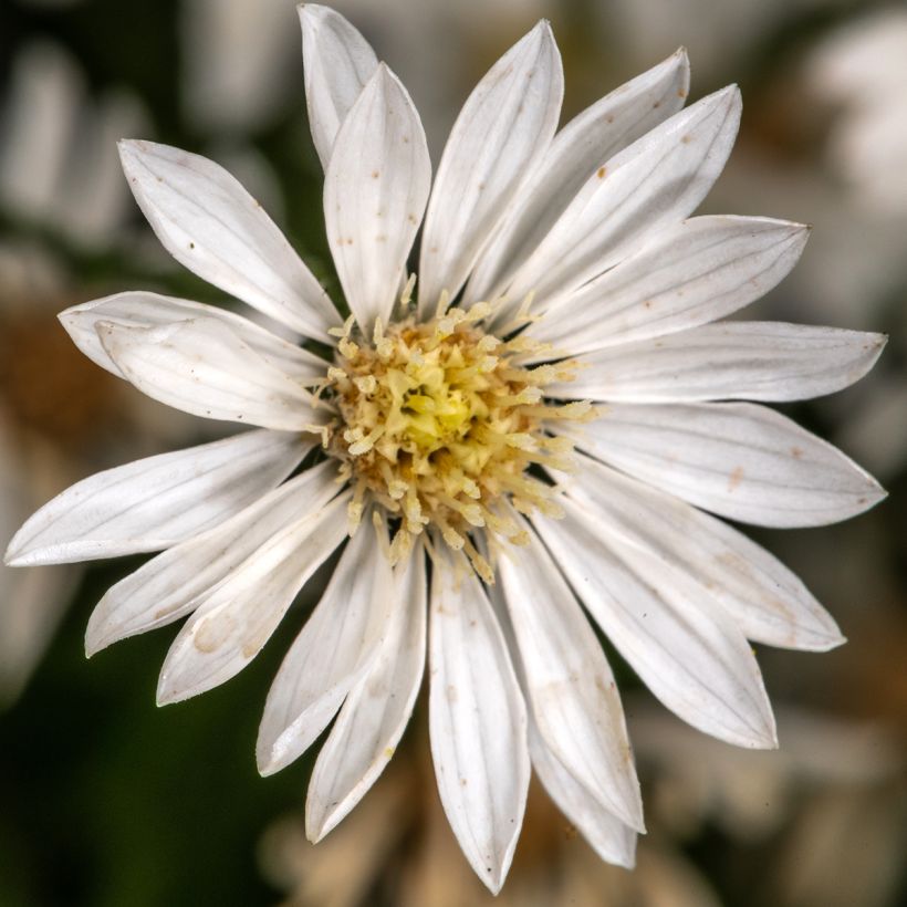 Aster ptarmicoïdes (Floraison)