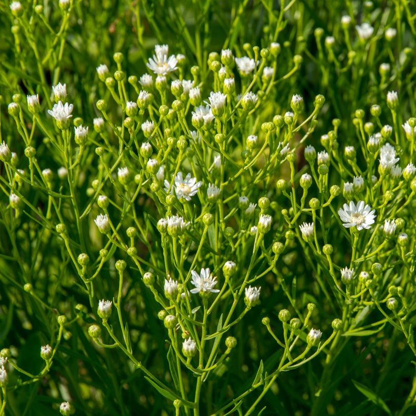 Aster ptarmicoïdes (Port)