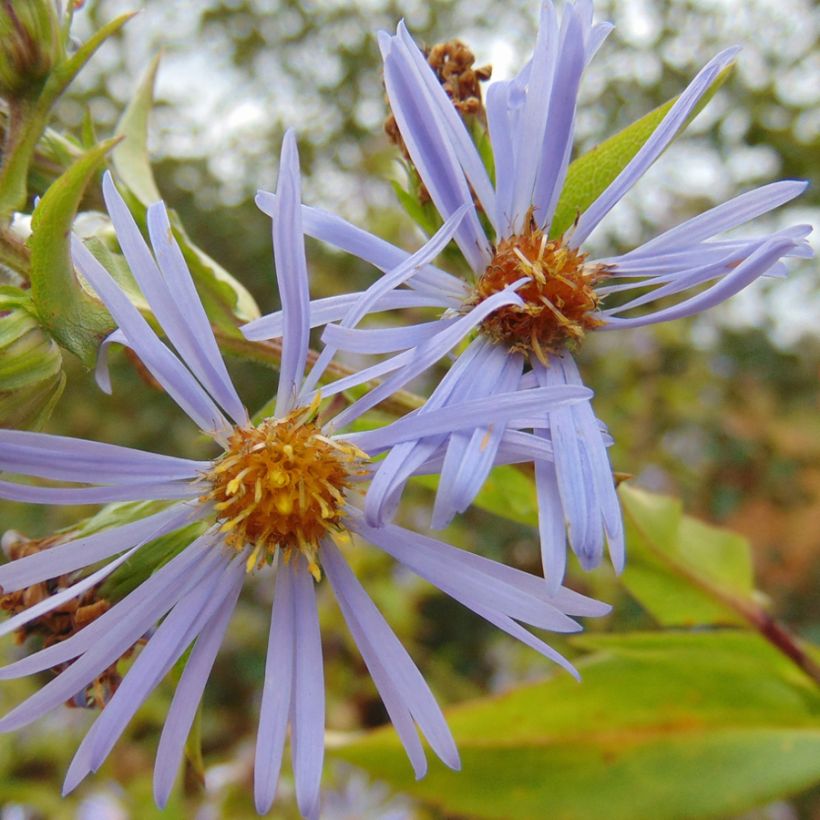 Aster puniceus (Floraison)