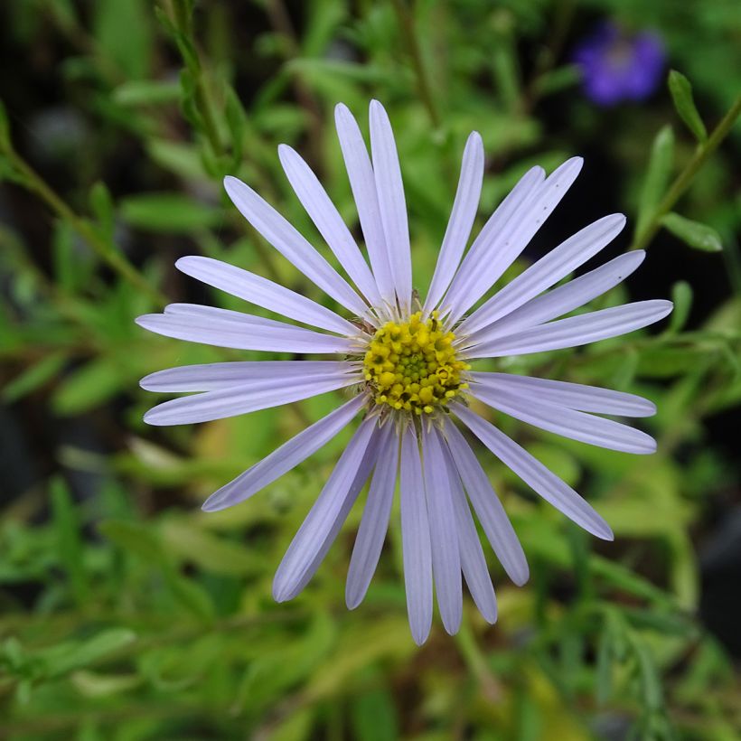 Aster pyrenaeus Lutetia - Aster d’été des Pyrénées (Floraison)