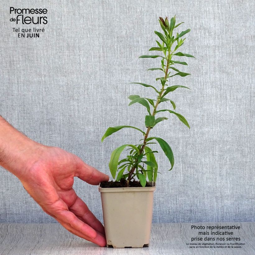 Spécimen de Aster pyrenaeus Lutetia - Aster d’été des Pyrénées Godet de 8/9 cm tel que livré en été