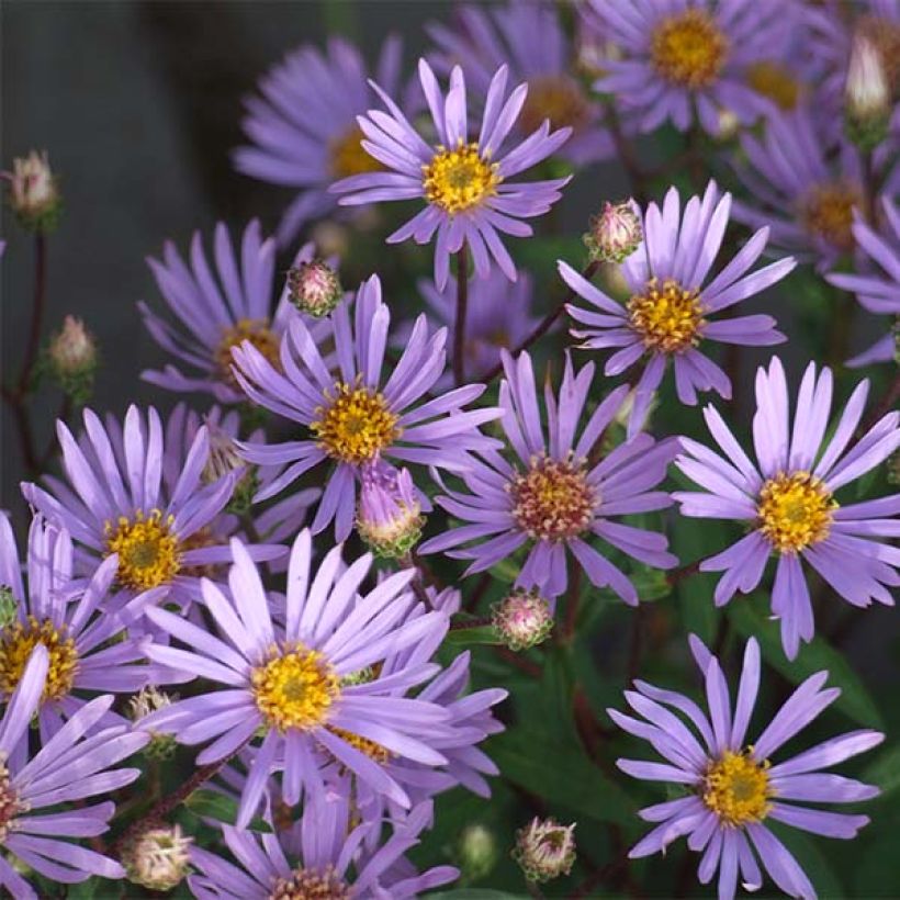 Aster radula (Floraison)