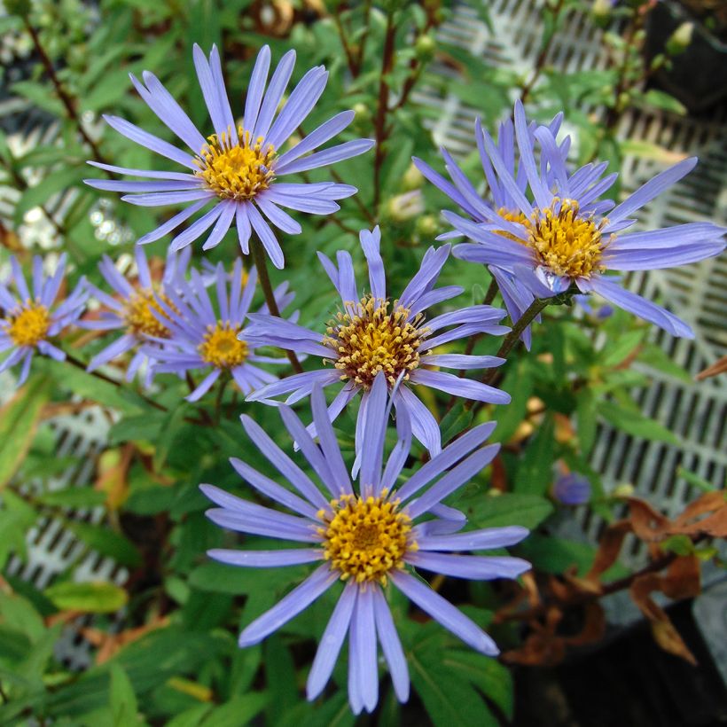 Aster radula August Sky - Aster d’été (Floraison)