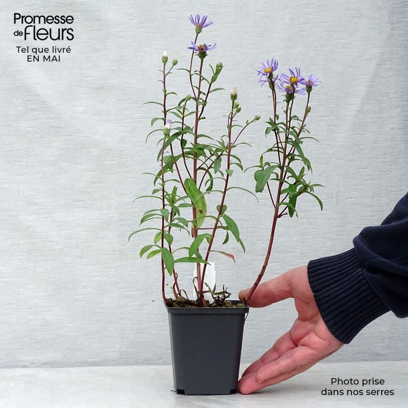 Spécimen de Aster radula August Sky - Aster d’été Godet de 9cm tel que livré au printemps