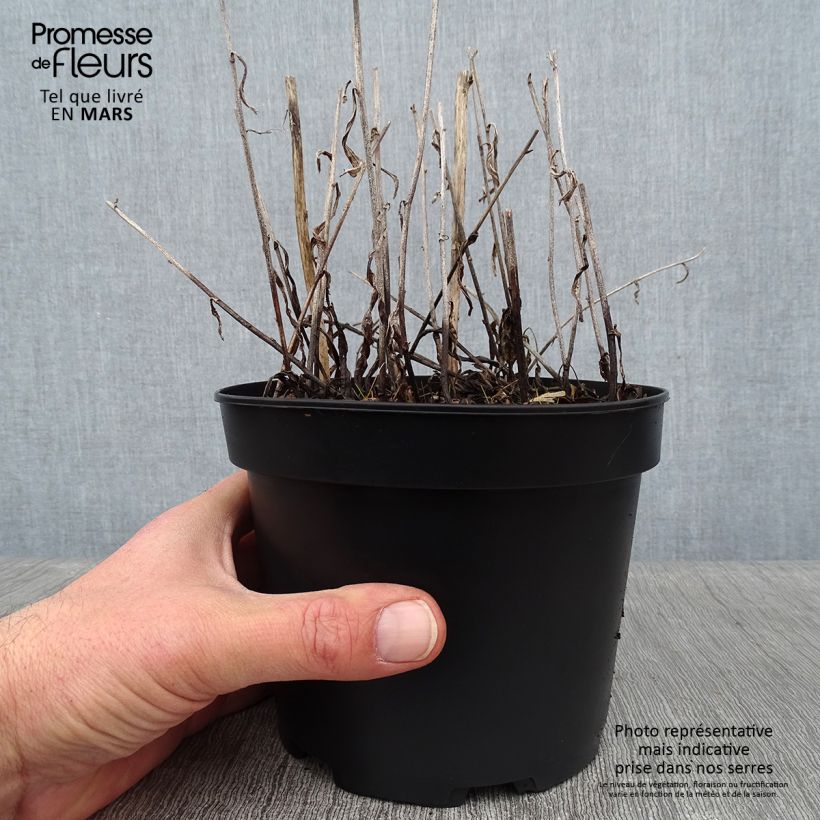 Spécimen de Aster rugulosus Asrugo Pot de 2L/3L tel que livré en hiver