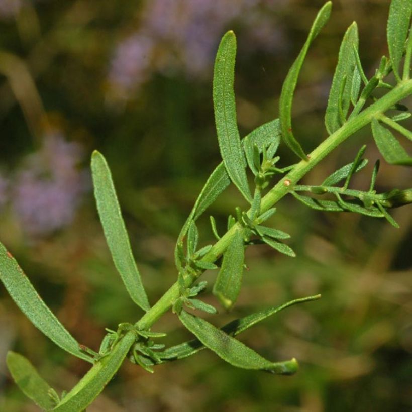 Aster à feuilles de sedum - Aster sedifolius (Feuillage)
