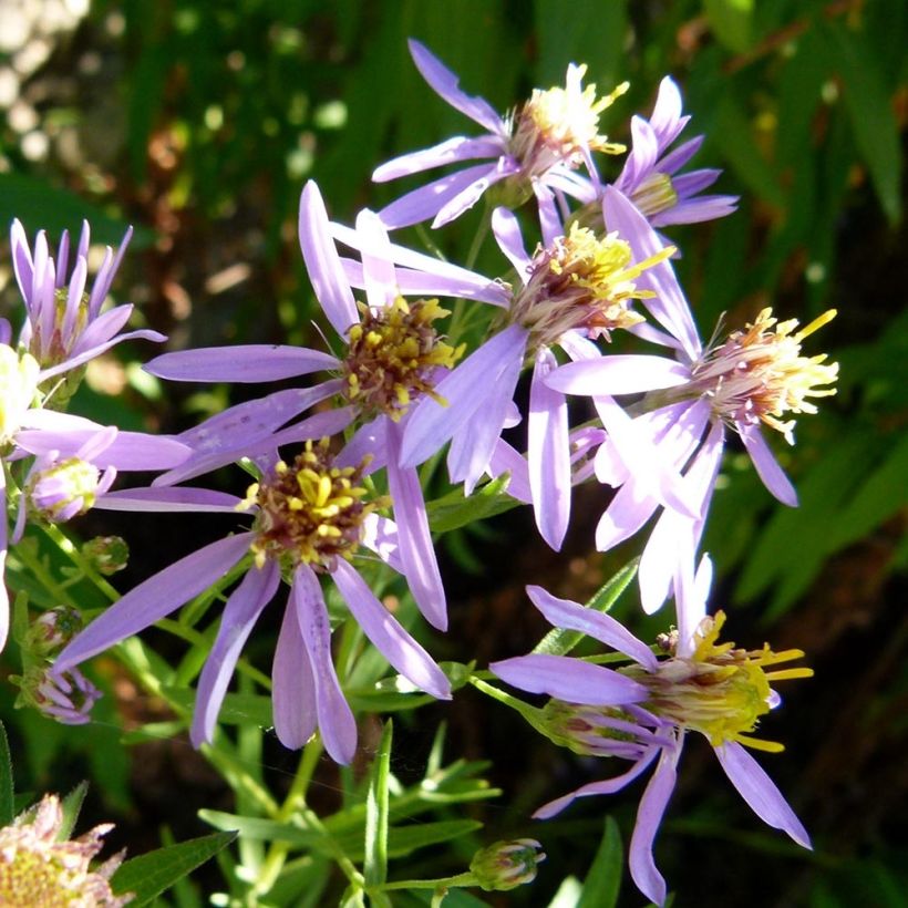 Aster à feuilles de sedum - Aster sedifolius (Floraison)