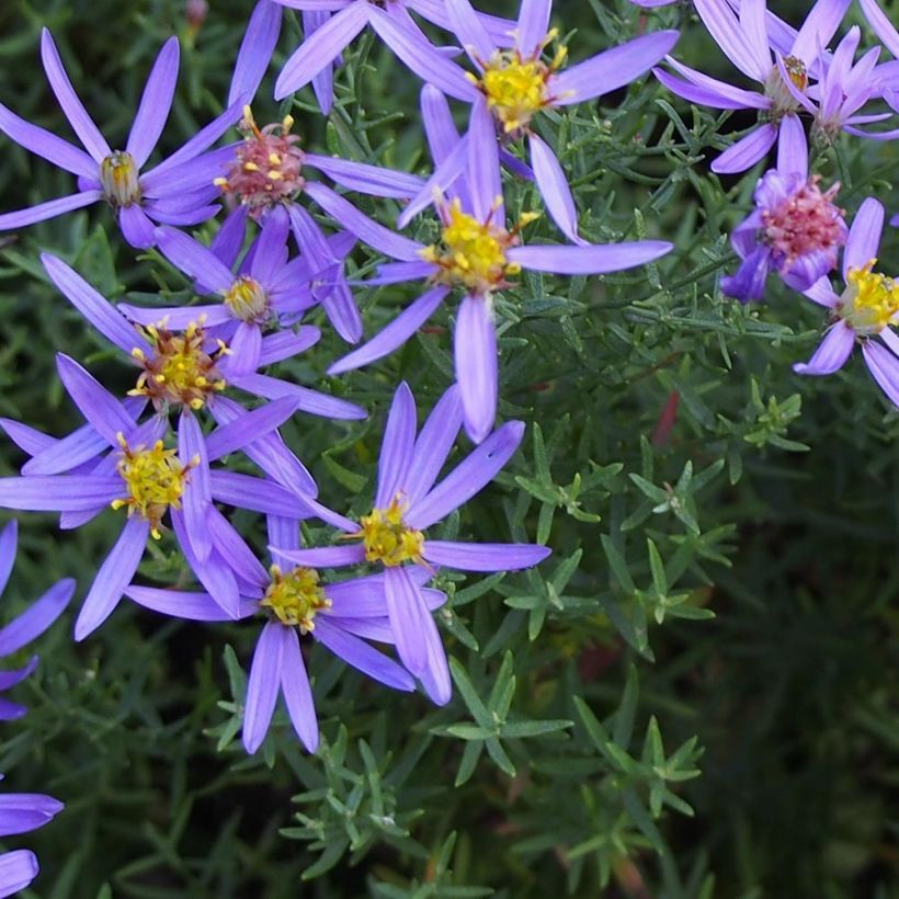 Aster sedifolius Nanus - Aster à feuilles de sedum (Feuillage)