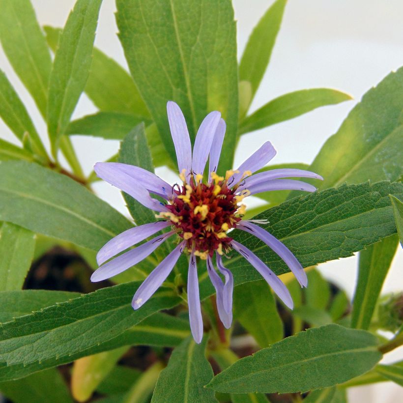 Aster sibiricus - Aster d'été (Floraison)