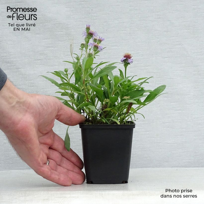 Spécimen de Aster sibiricus - Aster d'été Godet de 9cm tel que livré au printemps