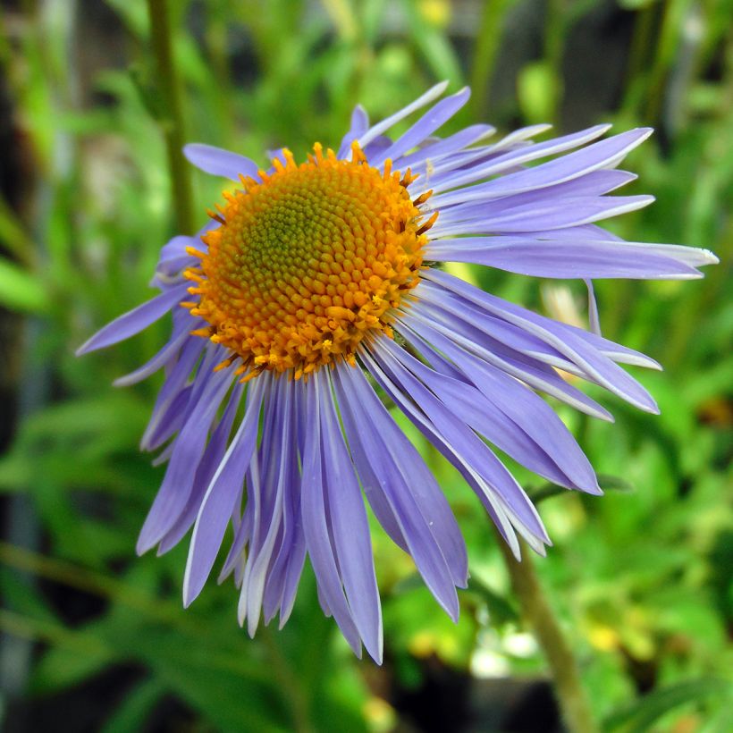 Aster tongolensis Berggarten - Aster de Printemps (Floraison)