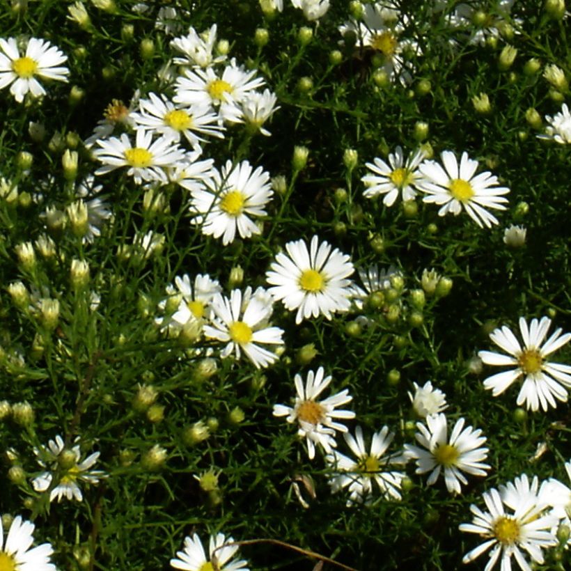 Aster tradescantii - Aster d'automne (Floraison)