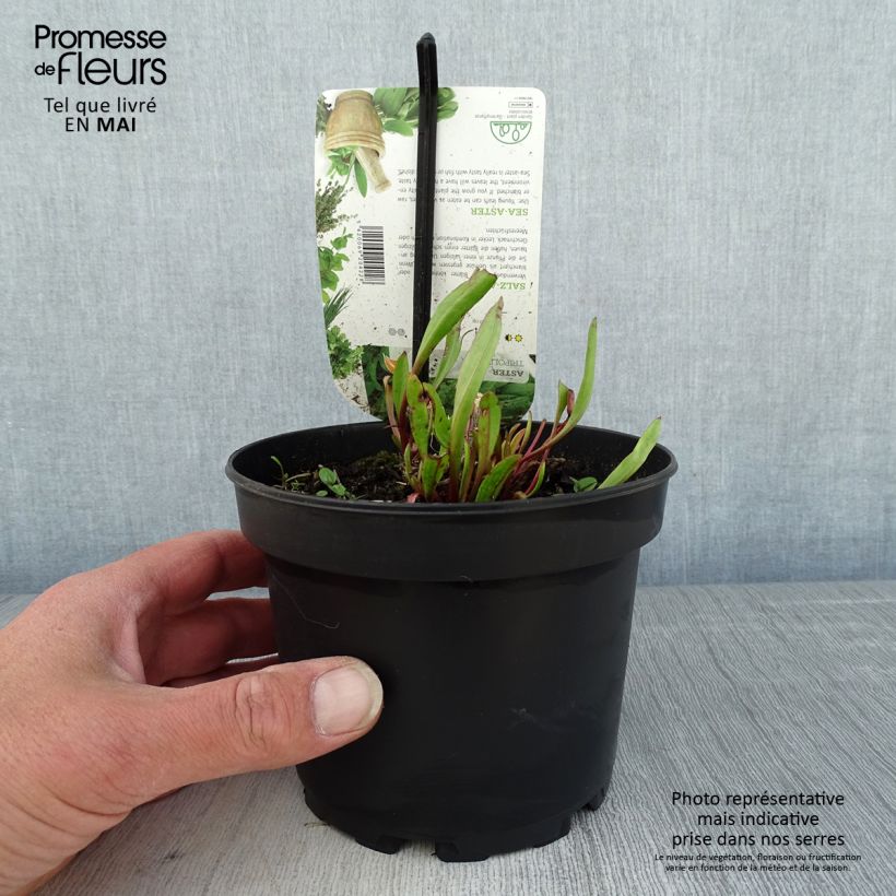 Spécimen de Aster maritime - Aster tripolium ou Tripolium pannonicum Pot de 1,5L/2L tel que livré au printemps