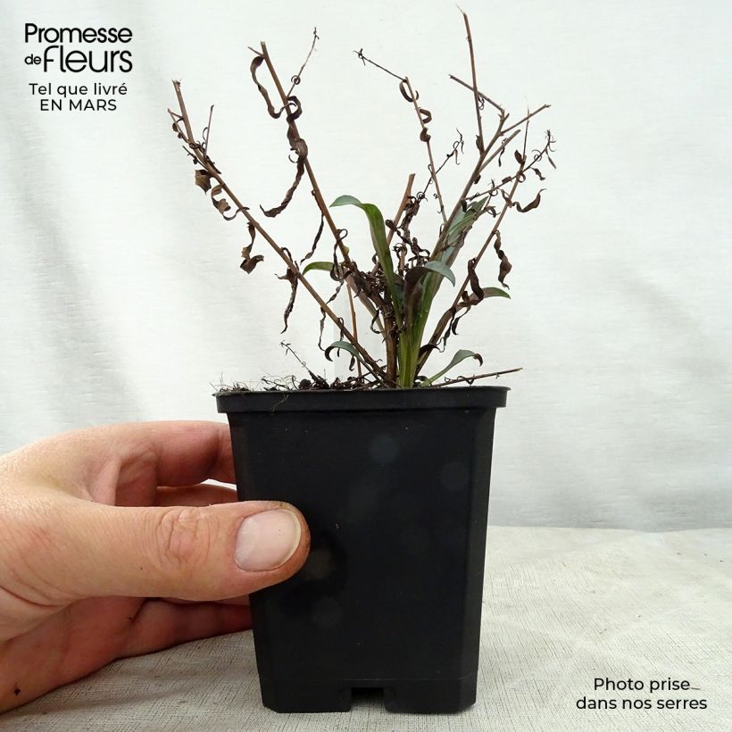 Spécimen de Aster turbinellus - Aster buissonant d'automne Godet de 9cm tel que livré au printemps