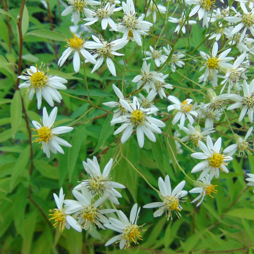 Aster umbellatus Weisser Schirm - Aster en ombelles (Floraison)