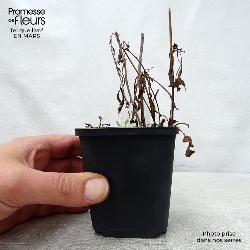 Spécimen de Aster versicolor Altweibersommer - Aster grand d'automne Godet de 9cm tel que livré au printemps