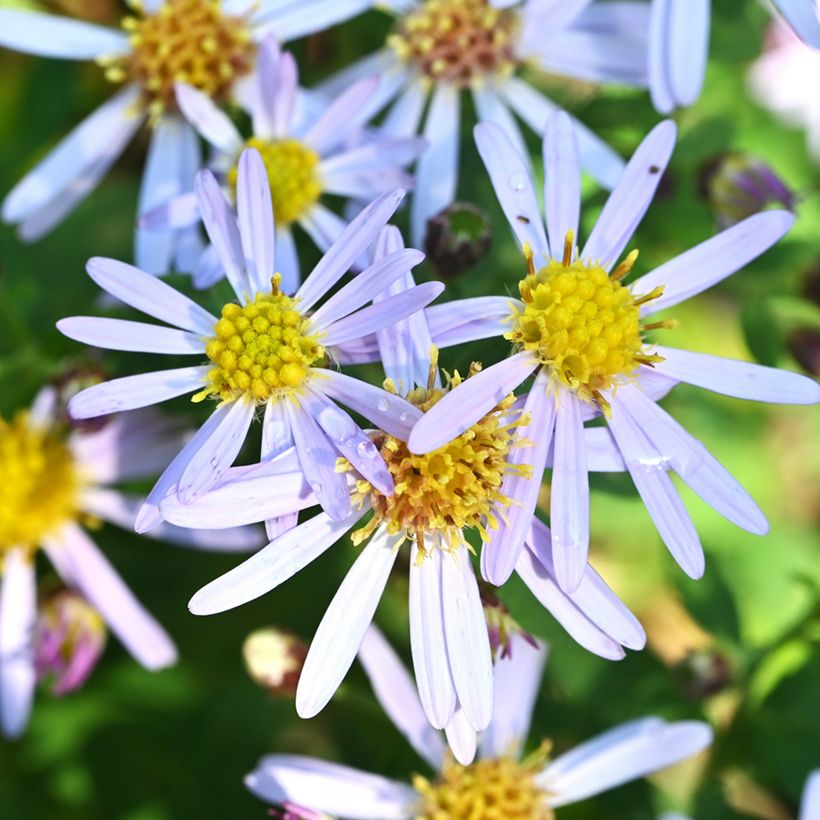 Aster ageratoides Adustus Nanus - Aster nain d'été (Floraison)