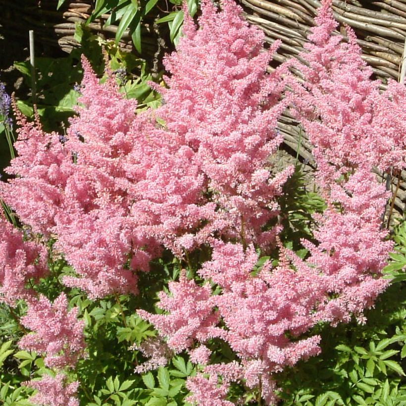 Astilbe Amerika (Floraison)