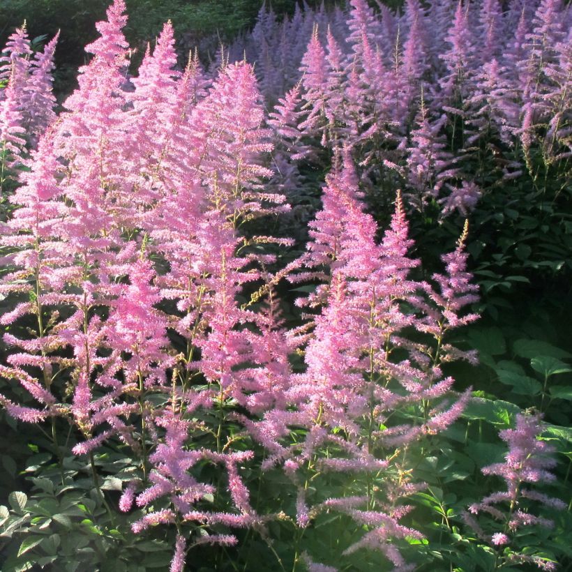 Astilbe Amerika (Port)