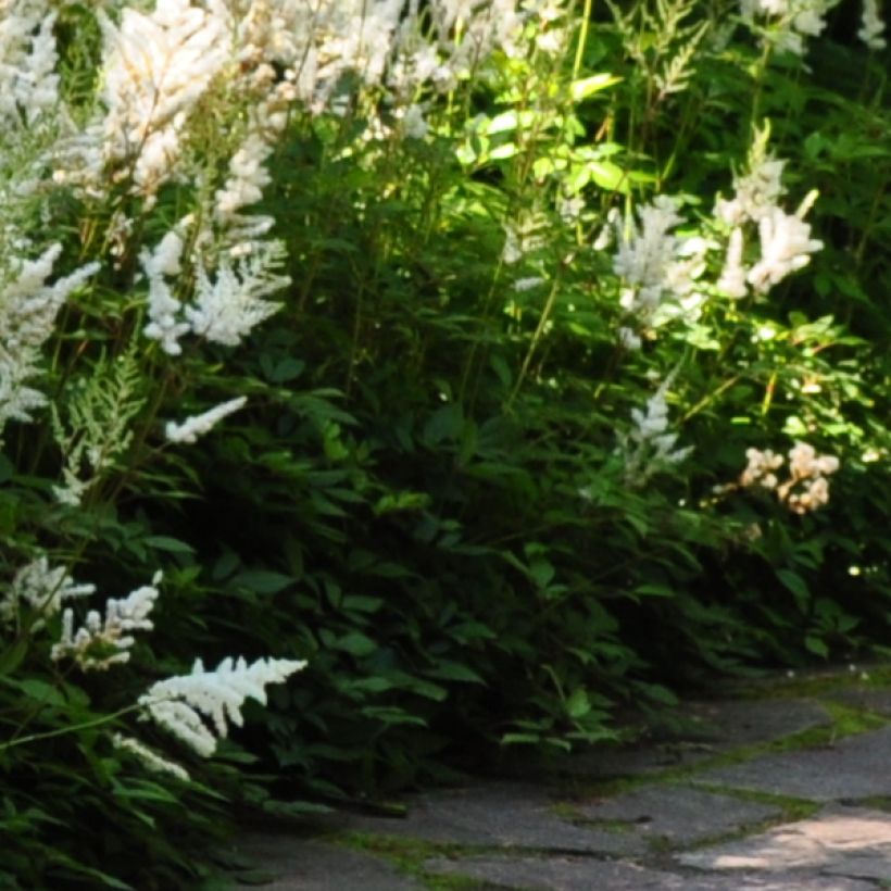 Astilbe Avalanche (Feuillage)