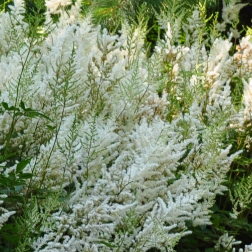 Astilbe Avalanche (Floraison)