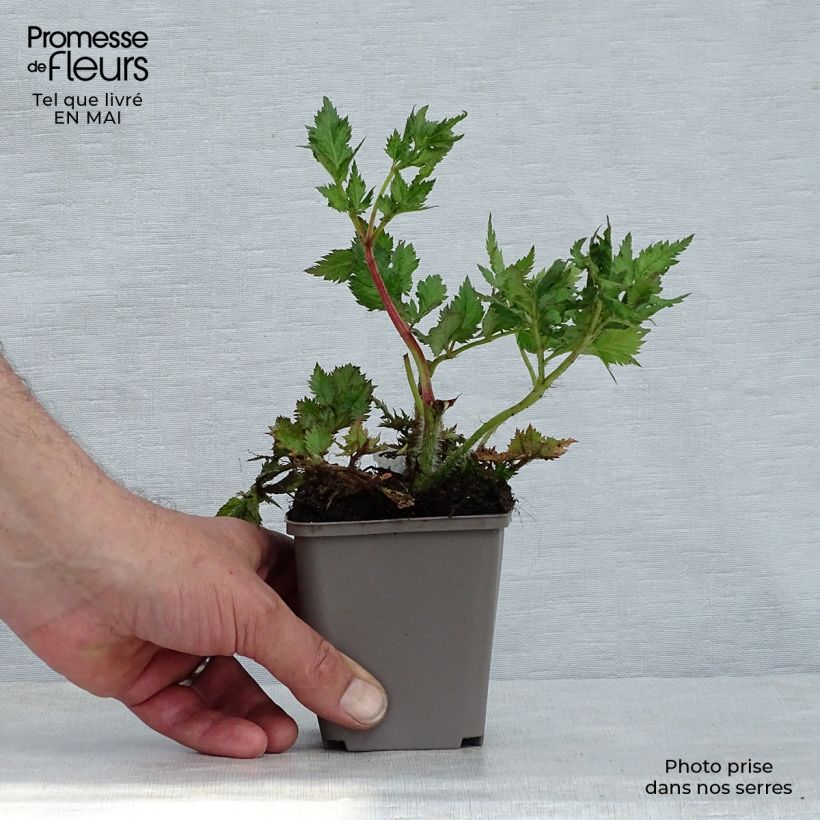 Spécimen de Astilbe Chinensis Purpurkerze Godet de 9cm tel que livré au printemps